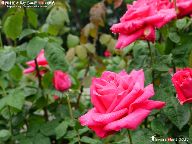 薔薇 ~ フラワーハント in 井頭公園 2011