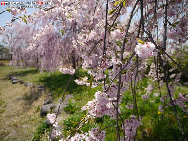 2011 桜 蓼沼親水公園