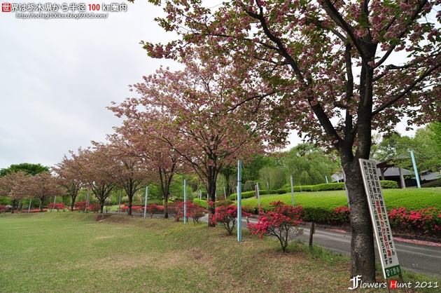2011 天平の丘公園 ツツジ