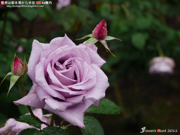 井頭公園 薔薇