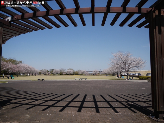 2011 桜 蓼沼親水公園