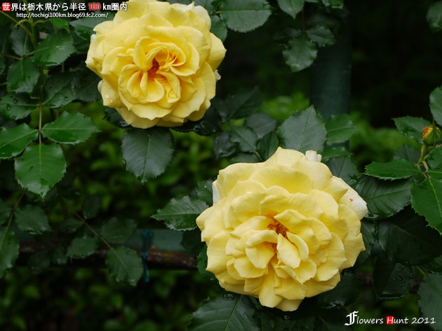 薔薇 ~ フラワーハント in 井頭公園 2011