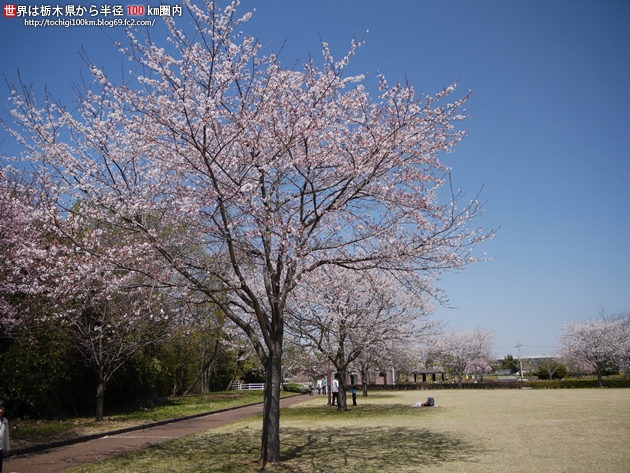 2011 桜 蓼沼親水公園
