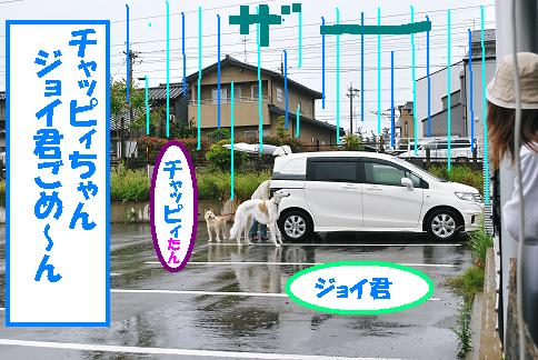 チャッピィ&ジョイごめんね