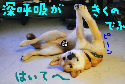 龍アドバイス3