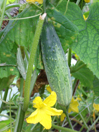 cucumber1.jpg