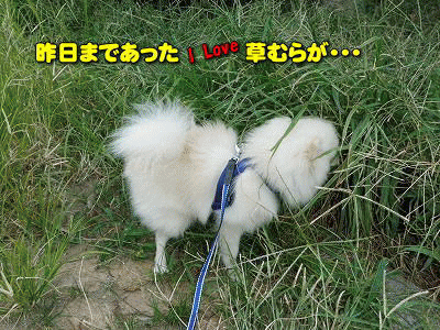 newimage2.gif