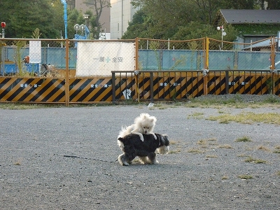 s-P1000800.jpg