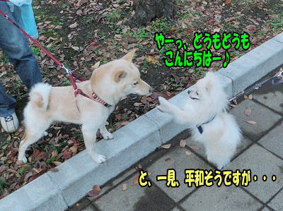 s-PBm260053.gif
