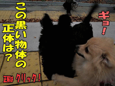 s-PBm300093.gif