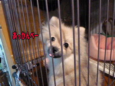 ss-PP1010015-2.jpg