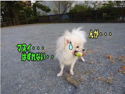 ss-PP1010050.jpg