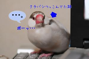 テンキーの上で寝ないでください^^;