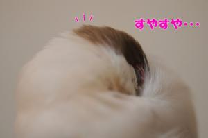モコもふかふかで寝てますね^^