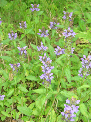 self-heal