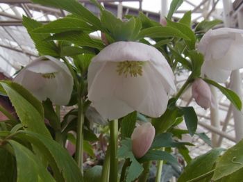 神代植物園02