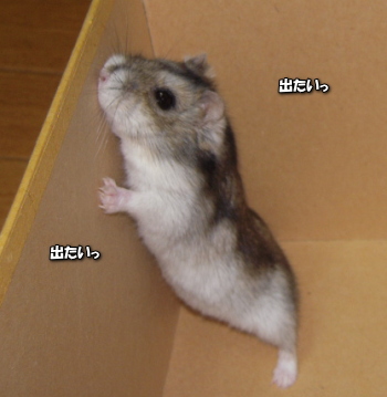 20100527-po9.jpg