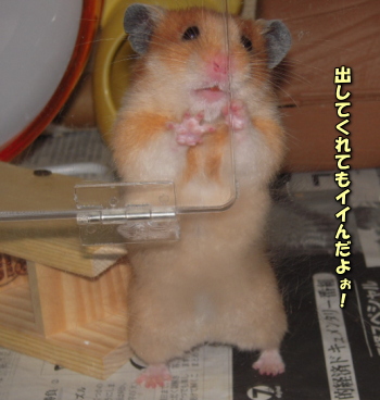 20100819-poji3.jpg