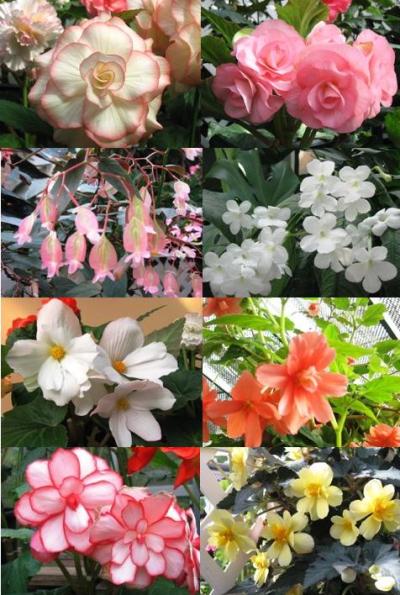 begonia.jpg