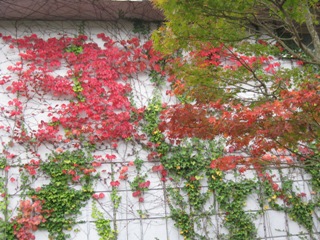 tsuta.jpg