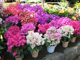 img20070602_4.jpg