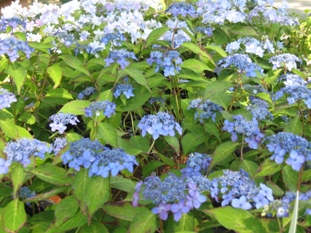 img20070602_7.jpg