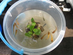 img20070602_5.jpg