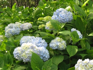 img20070526.jpg