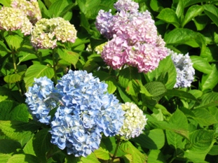 img20070526_1.jpg