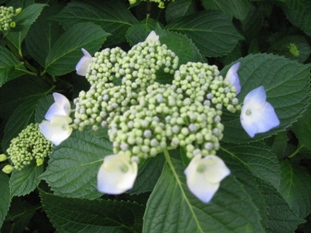 img20070526_3.jpg