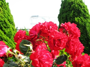 img20070526_6.jpg