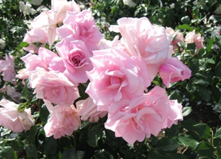 img20070526_7.jpg