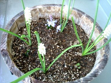 img20070420.jpg