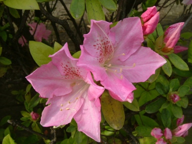 img20070411.jpg