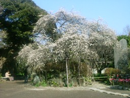 img20070221_8.jpg