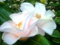 img20070221_6.jpg