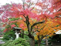 img20061215.jpg