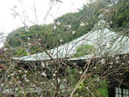 img20061123_5.jpg
