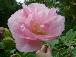 img20061013_2.jpg