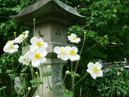 img20061013_7.jpg