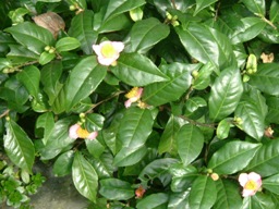 img20061013_9.jpg