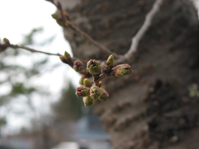 0430樅の木荘の桜