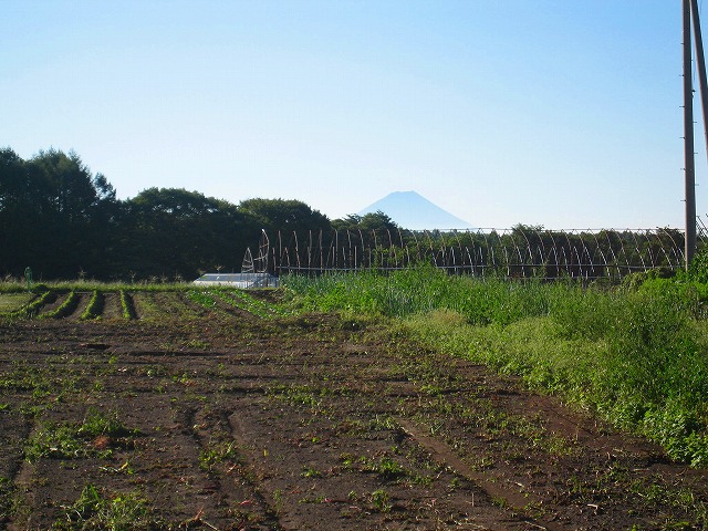 0907今朝のバディアス農園 (富士山)